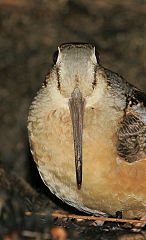 American Woodcock